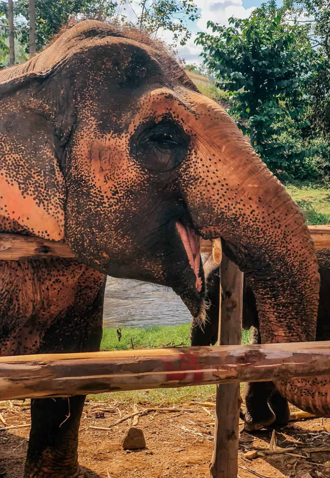 Elephant at Elephant Nature Park in Chiang Mai