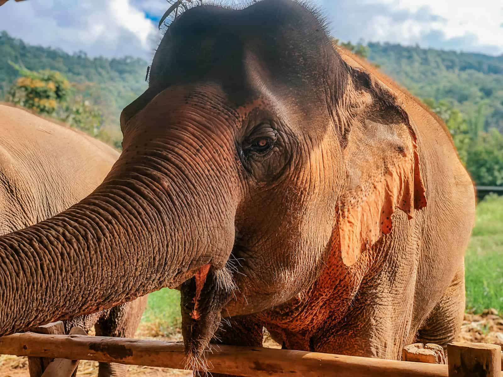 Feeding elephants at Elephant Nature Park during a 4-day Chiang Mai itinerary