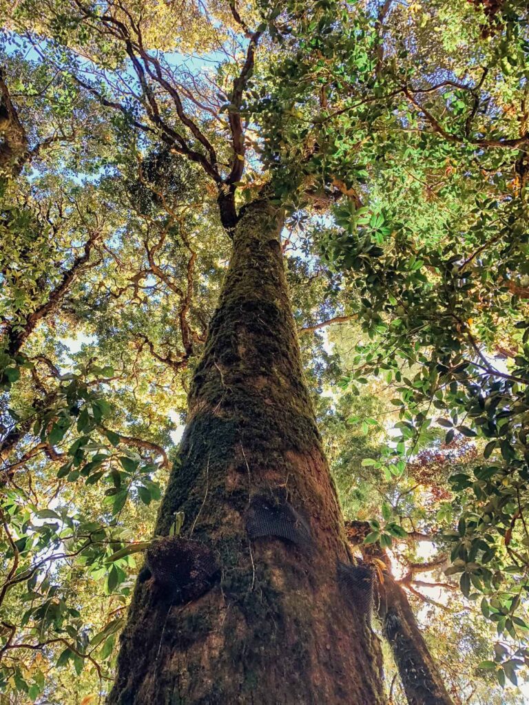 View looking up at a tree in Doi Inthanon national park