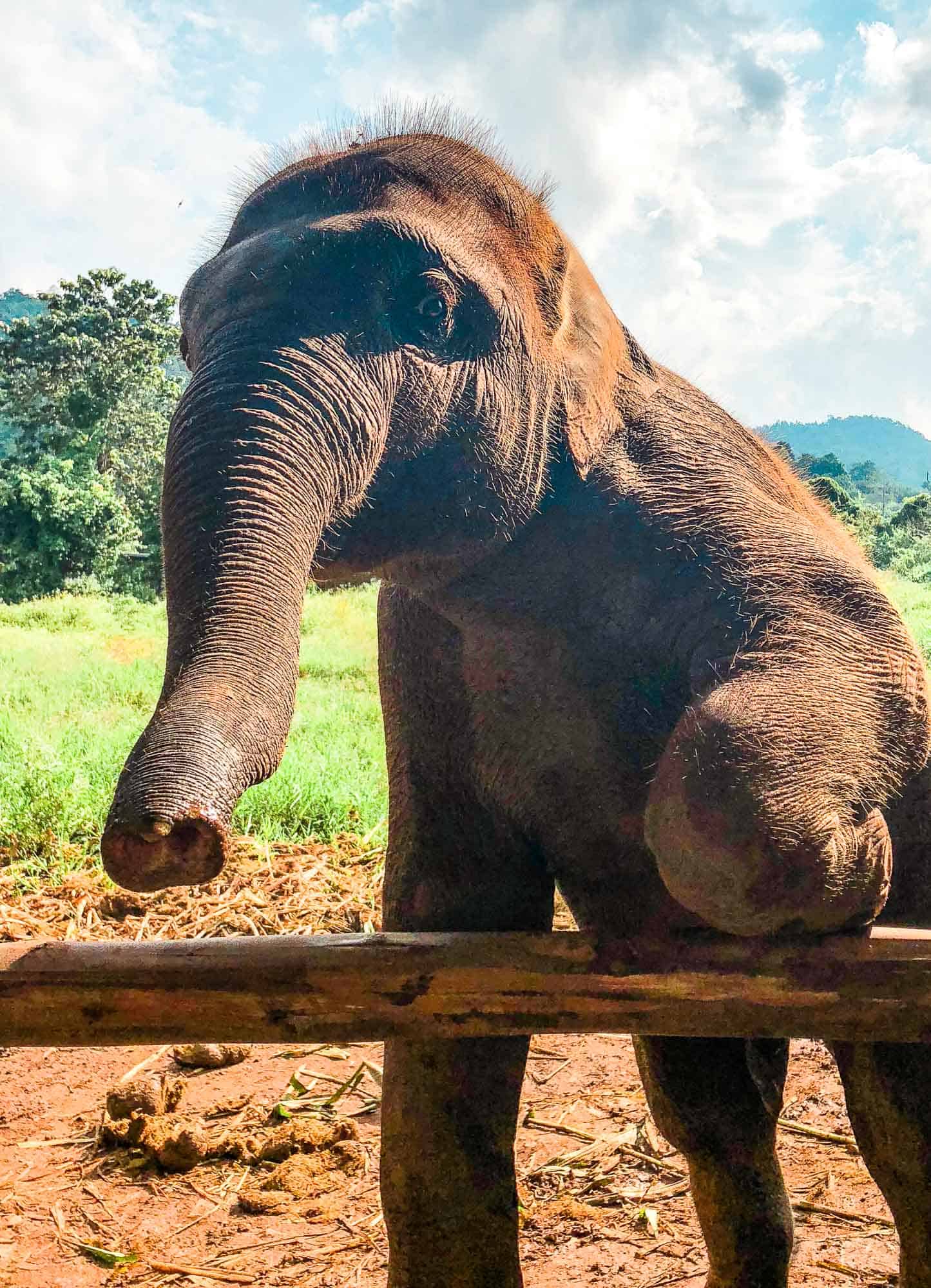 An elephant at Elephant Nature Park sanctuary in Chiang Mai