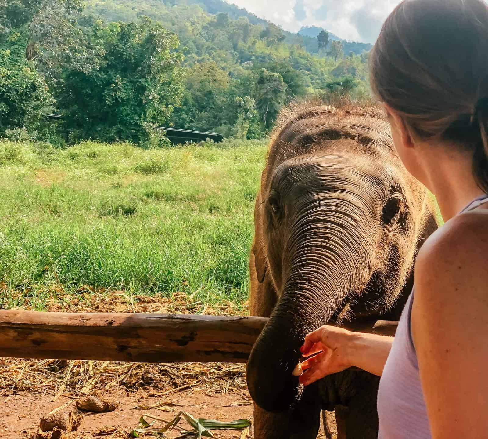 Feeding a banana to an elephant in Chiang Mai's best elephant sanctuary, Elephant Nature Park