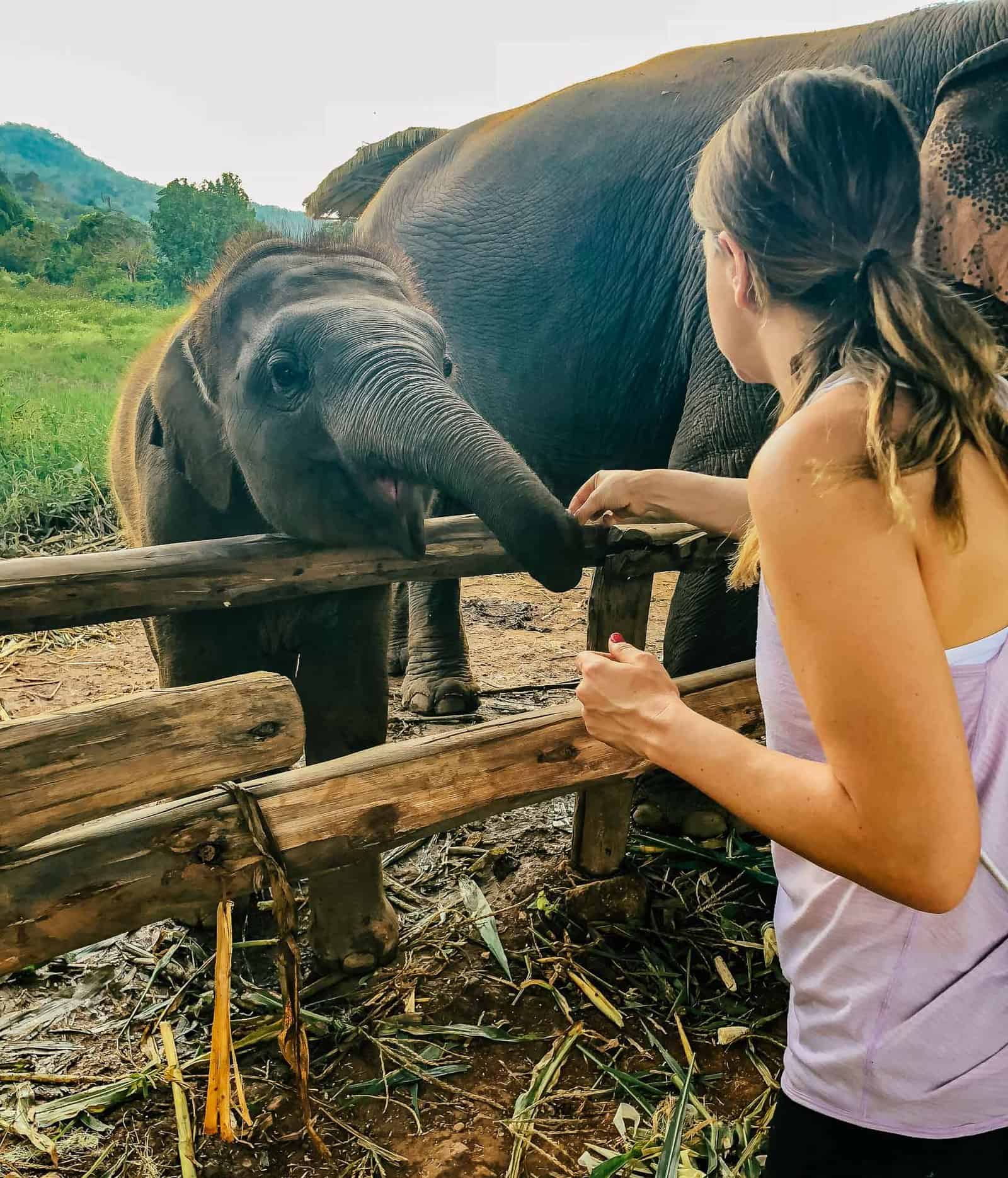 Feeding an elephant at the Elephant Nature Park in Chiang Mai
