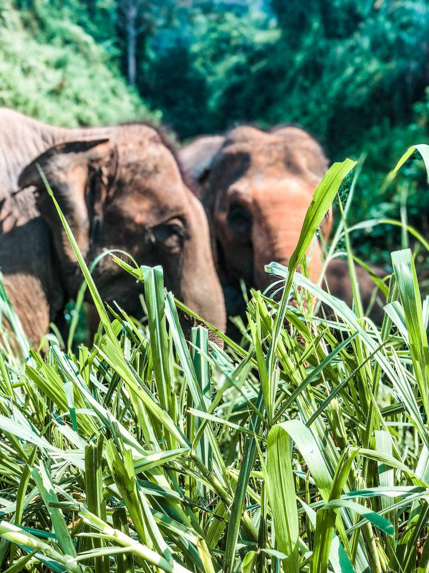 Elephants walking in the jungle in northern Chiang Mai