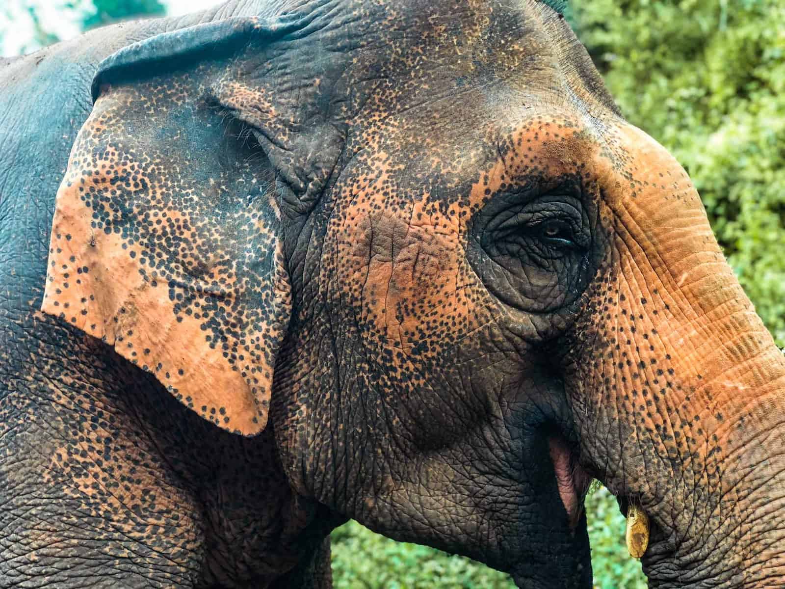 Close up of the side of an elephant's profile in Chiang Mai