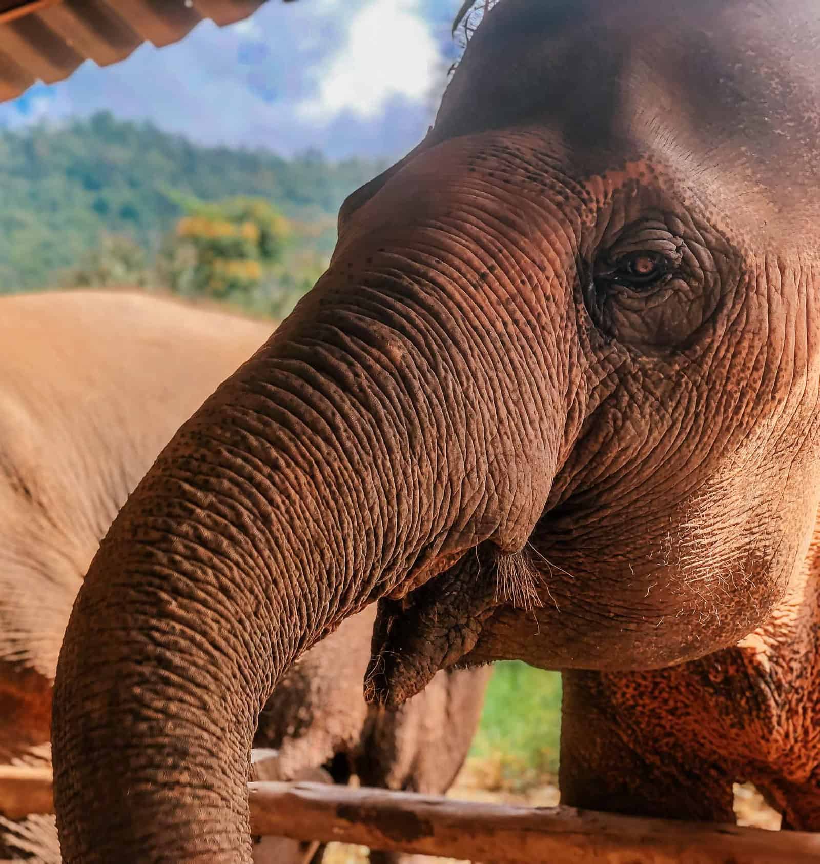 Feeding elephants at Elephant Nature Park during a 4-day visit to Chiang Mai