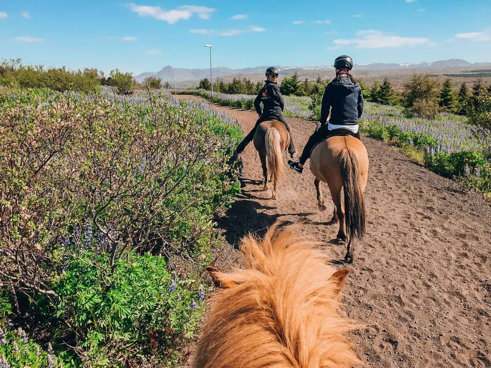 Reykjavik Horseback Riding Tour with Viking Horses