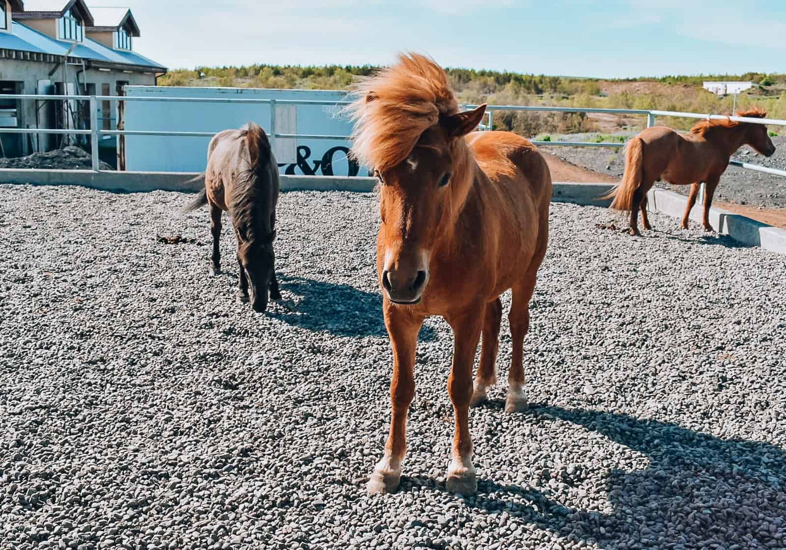 Reykjavik Horseback Riding Tour with Viking Horses - 3 Day Iceland Itinerary