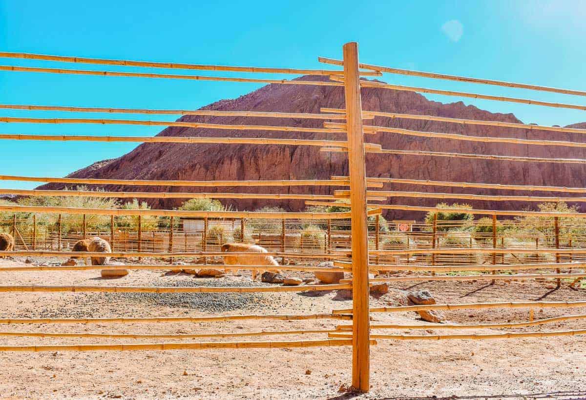 Llama pen on the grounds of the Alto Atacama hotel in San Pedro de Atacama, Chile