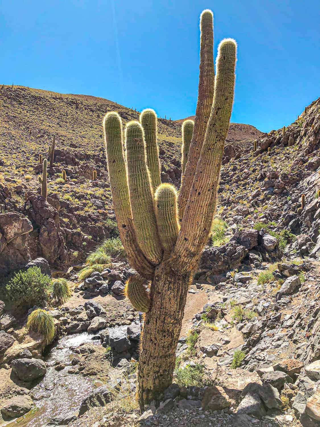 Top Reasons To Visit Chile's Atacama Desert 